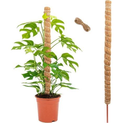 Monstera-Pflanzenstützen aus Schaumstoff und Kokosfaser, 120 cm, Stützstab für Kletterpflanzen (1/5)