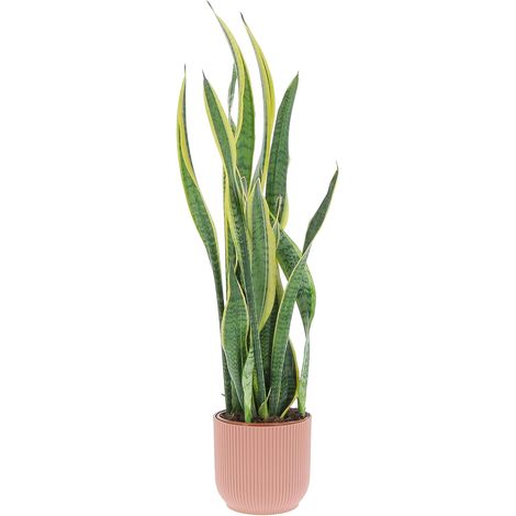 Sansevieria Trifasciata Laurentii - H 85-95 cm Vaso da Coltura Ø 17 cm (1/4)