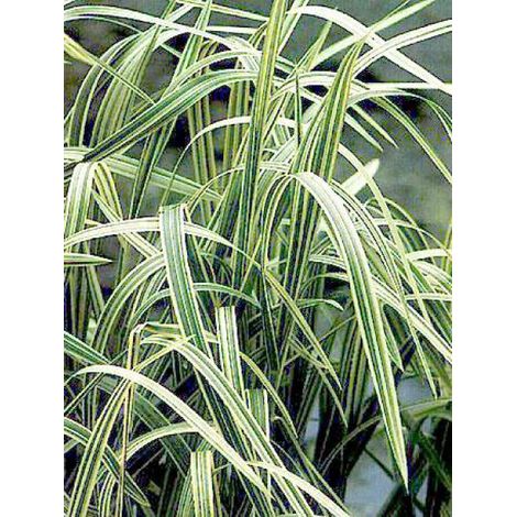Glyceria maxima 'Variegata' Godet de 8/9 cm