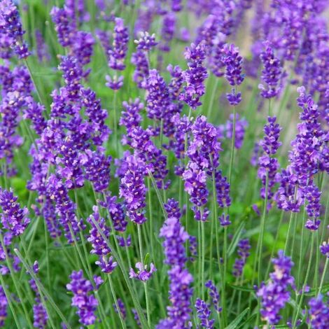 Lavande (Lavandula angustifolia) – 1300 graines – Plante vivace – Fleurs parfumées – Idéale pour massifs et jardinières (1/3)