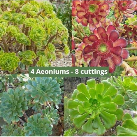8 cuttings - Aeonium -  2 Arboreum