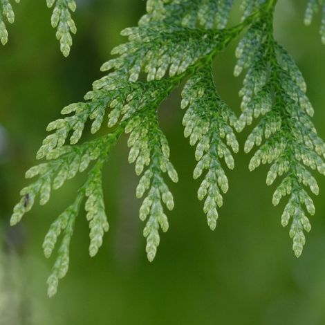Thuya Kagers Beauty - Thuja plicata Kagers Beauty 20/40cm Pot 2,5L (1/4)