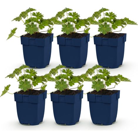 Géranium Vivace Rozanne Couvre-sol Fleurs Bleu Cobalt Lot de 6 Plantes en Pot 11cm - PANGIVO (1/5)