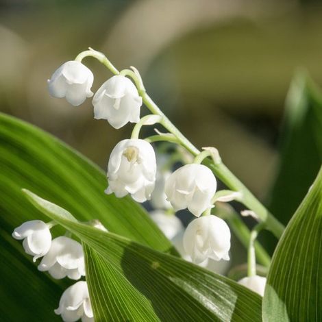Convallaria Majalis - 10 plantes - Muguet - Rustique en hiver (1/4)