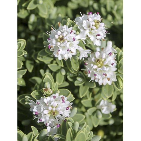 Hébé, Véronique arbustive 'Sutherlandii ' Pot de 2L/3L (1/4)