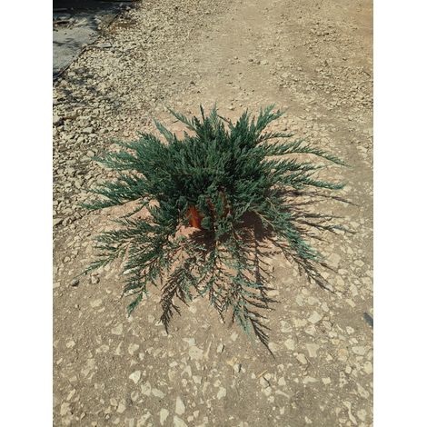 Genévrier Juniperus Horizontalis Blue Chip Pot 24 cm Conifère Tapissant (1/2)