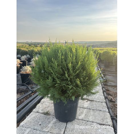 CUPRESSOCYPARIS LEYLANDII CASTLEWELLAN GOLD PALLA 35