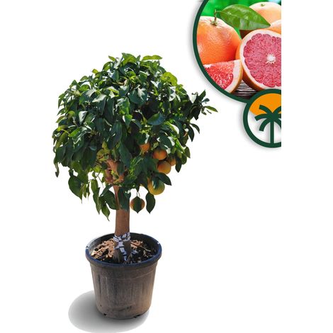 Pamplemousse – 30 ans – Citrus Paradisi – Plante d'agrumes – 180 (1/5)