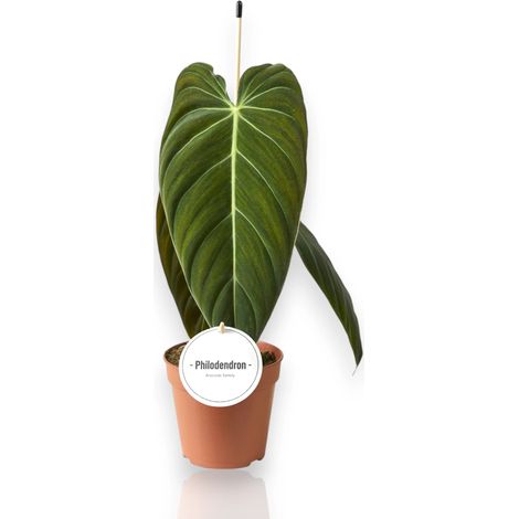 Gardenaria Philodendron melanochrysum - Pianta da interno ornamentale - Altezza: 50 cm (vaso 12) (1/5)