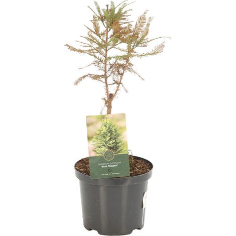 Cyprès chauve Pevé Minaret - Taxodium distichum Pevé Minaret Pot 2,5L