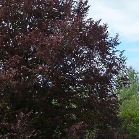 Bouleau pourpre Crimson Frost, Betula/Pot de 15L - Baliveau