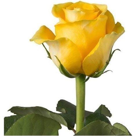 Rosas Variadas Flor Natural Ramo de 12 tallos 60cm de alto