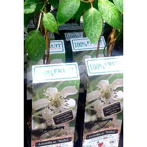 Planta Kiwi Macho Actinidia Arguta Weikii para Polinizar las Hembras de Actinidia Arguta