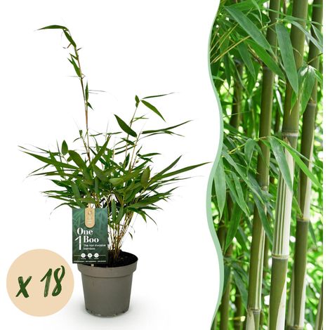 Bambou Fargesia robusta Pingwu non traçant et persistant - Lot de 18 plantes - H 35 cm - PANGIVO (1/5)