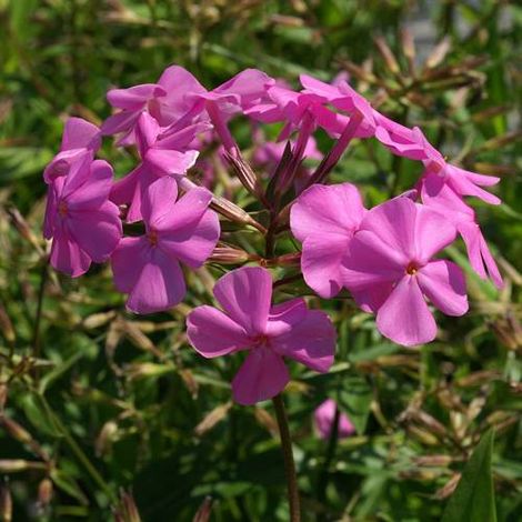Phlox carolina Bill Baker | Conditionnement: Lot de 9 godets