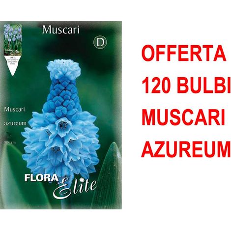 OFFERTA 120 BULBI MUSCARI AZUREUM BULBS BULBES