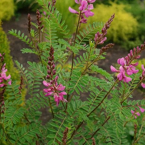 Indigotier rose (Indigofera heterantha)