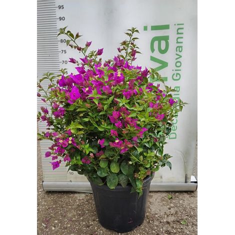 PIANTA DI BOUGANVILLEA SANDERIANA V. 30 - FOTO REALI