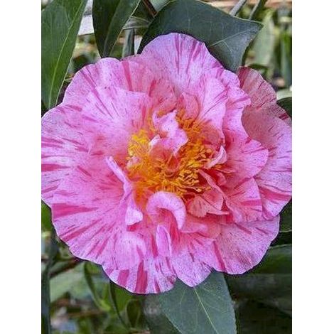 Camélia du Japon 'Traverso' Pot de 12L/15L (1/3)