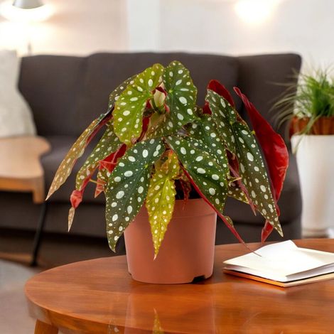 Gardenaria Begonia maculata - Pianta da interno ornamentale - Altezza: 20 cm (vaso 12) (1/5)