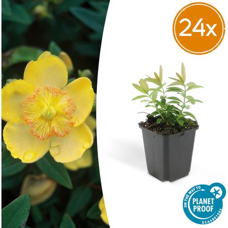 Lot de 24 Millepertuis Hypericum calycinum Couvre-sol Fleurs Jaunes 10-25 cm Pot Ø 9 cm - PANGIVO (1/5)