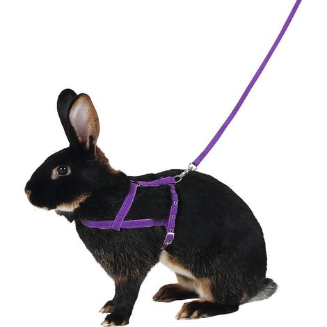Kerbl, imbracatura da spalla Agility con guinzaglio, M, 2 m (1/4)