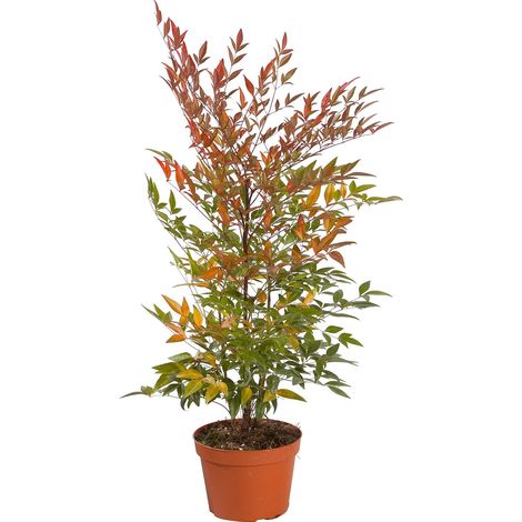 Nandina domestica "Bambù Sacro" pianta sempreverde a cespuglio in vaso ø18 cm (1/5)