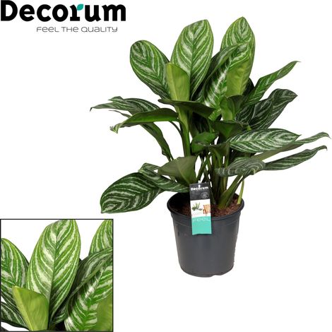 Aglaonema Stripes Plante d'intérieur Tropicale Décorative - Hauteur 80 cm - Pot Ø21 cm - PANGIVO