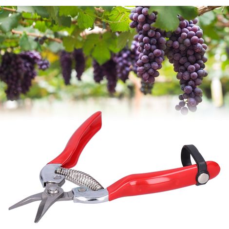 Sécateur de Jardin pour Fruits et Fleurs, Ciseaux à Taille pour Élagage et Récolte