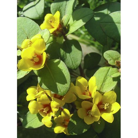 Lysimaque à fleurs compactes Godet de 8/9 cm (1/2)