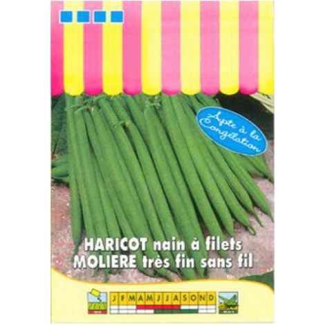 Haricot nain à filet 'Molière' le sachet de 220 graines environ (90g)
