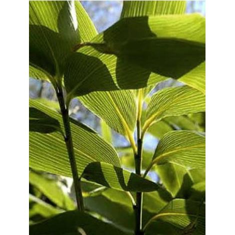 Sasa palmata 'Nebulosa' Pot de 2L/3L