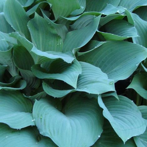 Hosta Big Daddy/Godet - 5/20 cm