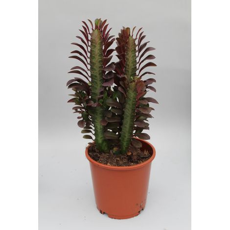 Euphorbia Trigona Rubra - Arbre à Lait Africain - Plante d'Intérieur Succulente - Ø12cm H40cm - PANGIVO (1/5)