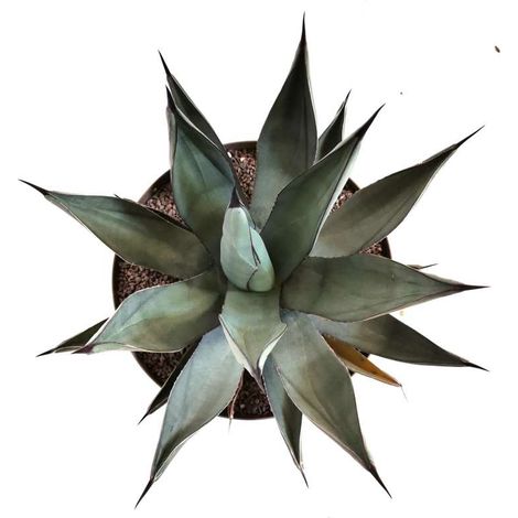 Pianta di Agave Nigra in vaso 30 cm – Pianta succulenta ornamentale resistente (1/5)