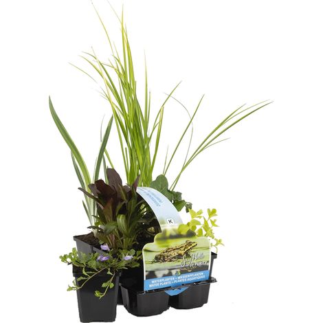 Bloomique - Lot de 6 - Plantes de bassin purifiantes - Acorus, Carex, Hippuris, Iris, Sparganium, Typha - Zone de bassin 1 & 2 - Hauteur 15-25 cm - Pot 9 cm