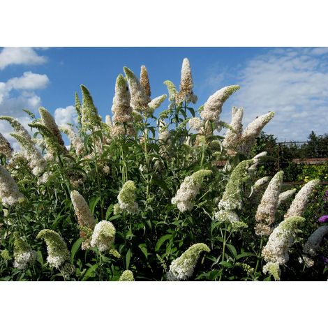 Gardenaria Buddleja davidii 'White Profusion' - Arbusto ornamentale da giardino - Altezza: 40/60 cm (vaso19) (1/5)