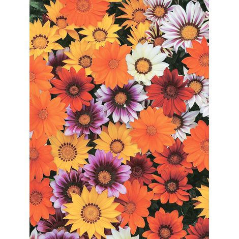 Gazanie 'New Day Mix' le sachet de 25 graines
