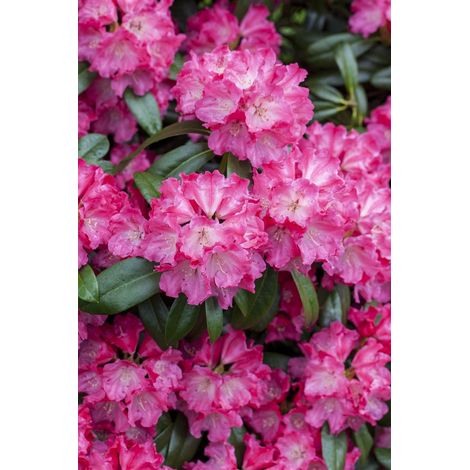Rhododendron-Hybride 'Germania'® Rhododendron Hybr.'Germania' -R- C 5 30- 40 (1/5)