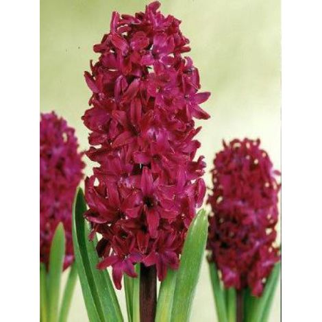 Jacinthe 'Woodstock'® Bulbe calibre 17/18 (par 5) (1/2)