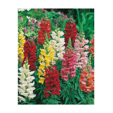 MUFLIER SUPER GEANT - 0.5 G - Graines de fleurs
