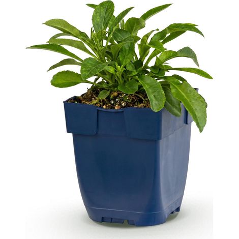 Campanule à feuilles de pêcher (Campanula persicifolia) Plante vivace bleue - 1 plant - Pot 11 cm - PANGIVO (1/5)