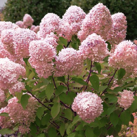 Gardenaria Ortensia - Hydrangea Paniculata 'Pixio' - Pianta acidofila ornamentale da esterno - Altezza: 40/50 cm (vaso19) (1/2)