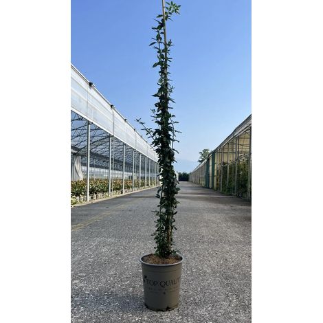 Gardenaria Jasminum nudiflorum - Arbusto ornamentale da giardino - Altezza: 40/60 cm (vaso19) (1/4)