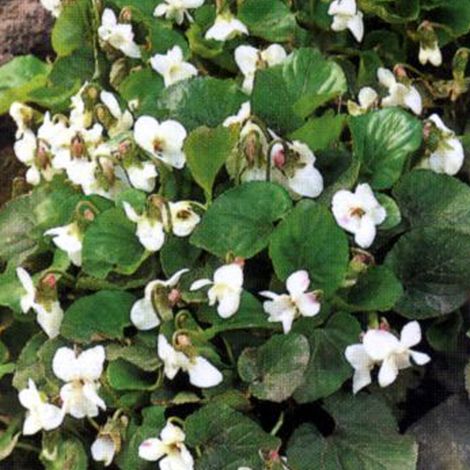 4 x Violette sororia  - Viola sororia 'Albiflora'  - godet 9x9