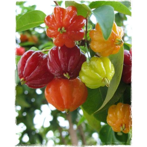Vivaio Garden Forest – Eugenia uniflora – Cerise de Cayenne – Arbre fruitier à feuillage coriace – Fruits aromatiques riches en vitamine C