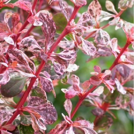 Épine-vinette de Thunberg 'Harlequin' - 30-40 cm pot