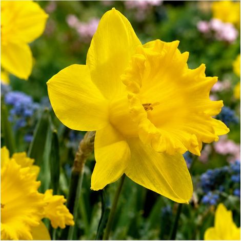 Narcisse Dutch Master Sgaravatti 5 bulbes jaunes, grande floraison printanière idéale en massif et bouquet - 617250 (1/3)