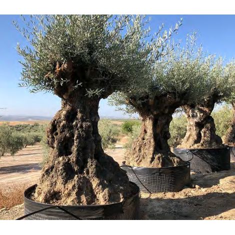 Ulivo olivo "Olea europea" bonsai cfr. tronco 140/160 cm FOTO REALI
