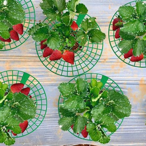 Lot de 14 supports pour fraisiers, cadre de culture et protection des plants de fraises, idéal pour jardin potager (1/5)